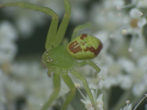 Réf. 222 036 : Ebrechtella tricuspidata